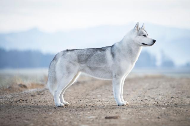 Gainey stav 2 god.jpg